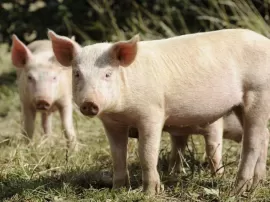 Cuánto pesa un cerdo adulto: Alimentación y consejos de comida