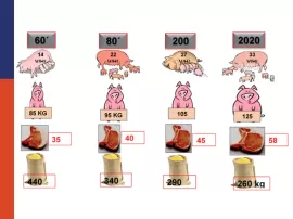 Descubre cuánto peso puede alcanzar un cerdo y su alimentación nutricional