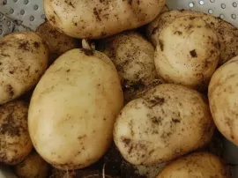 ¿Las patatas tienen gluten? Desmitificando su relación con esta proteína