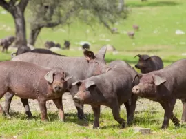 Peso ideal de un cerdo ibérico: Todo lo que debes saber