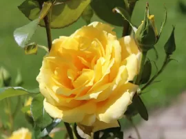 Significado y simbolismo de regalar una rosa amarilla en el lenguaje de las flores
