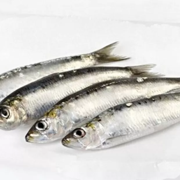 consejos utiles para congelar sardinas