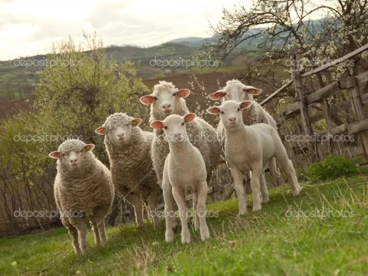 cordero o oveja descubra las diferencias en la comida